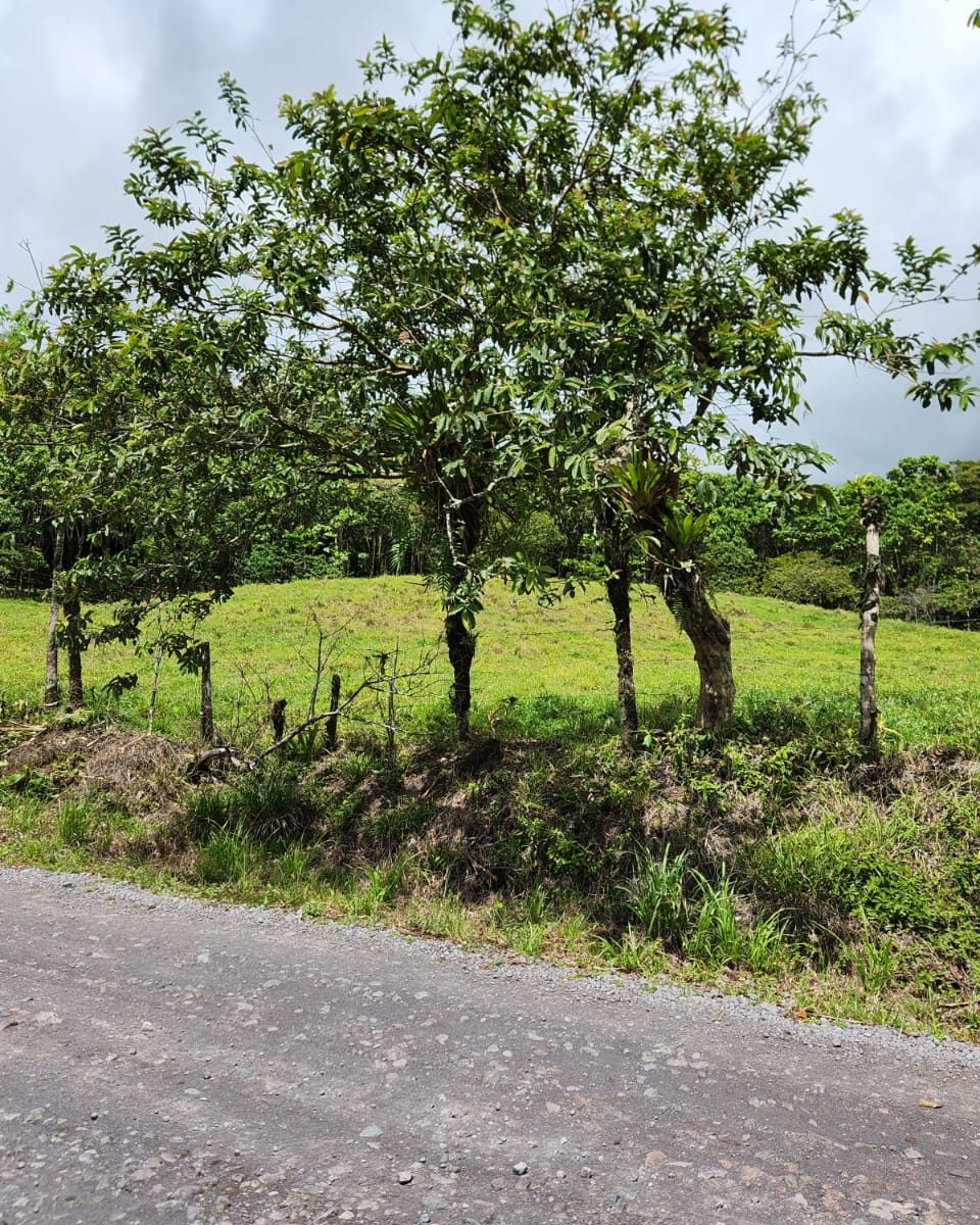 Quinta 1