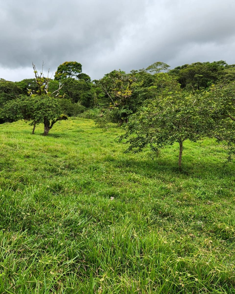 Quinta 4